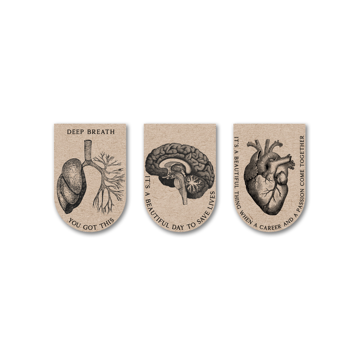 Anatomy Vintage - Bookmark Magnets