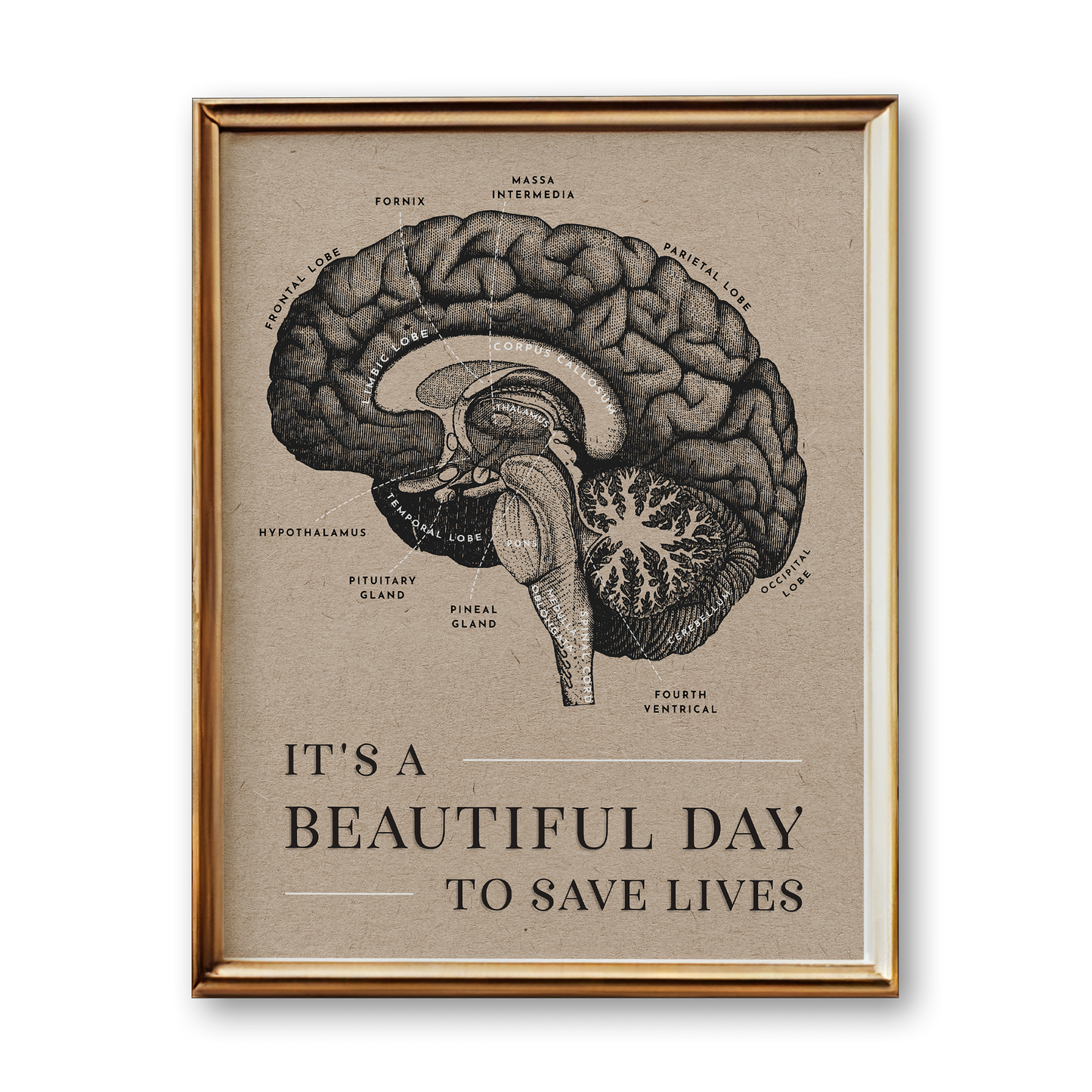 Brain Anatomy Art Print (Vintage Style)