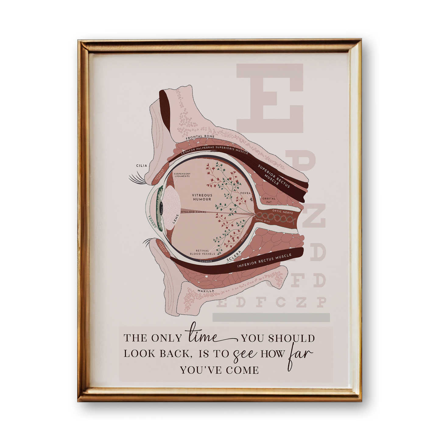 Eye Anatomy Art Print (Neutral Style)