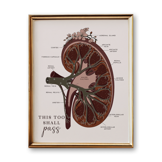 Kidney Anatomy Art Print (Neutral Style)