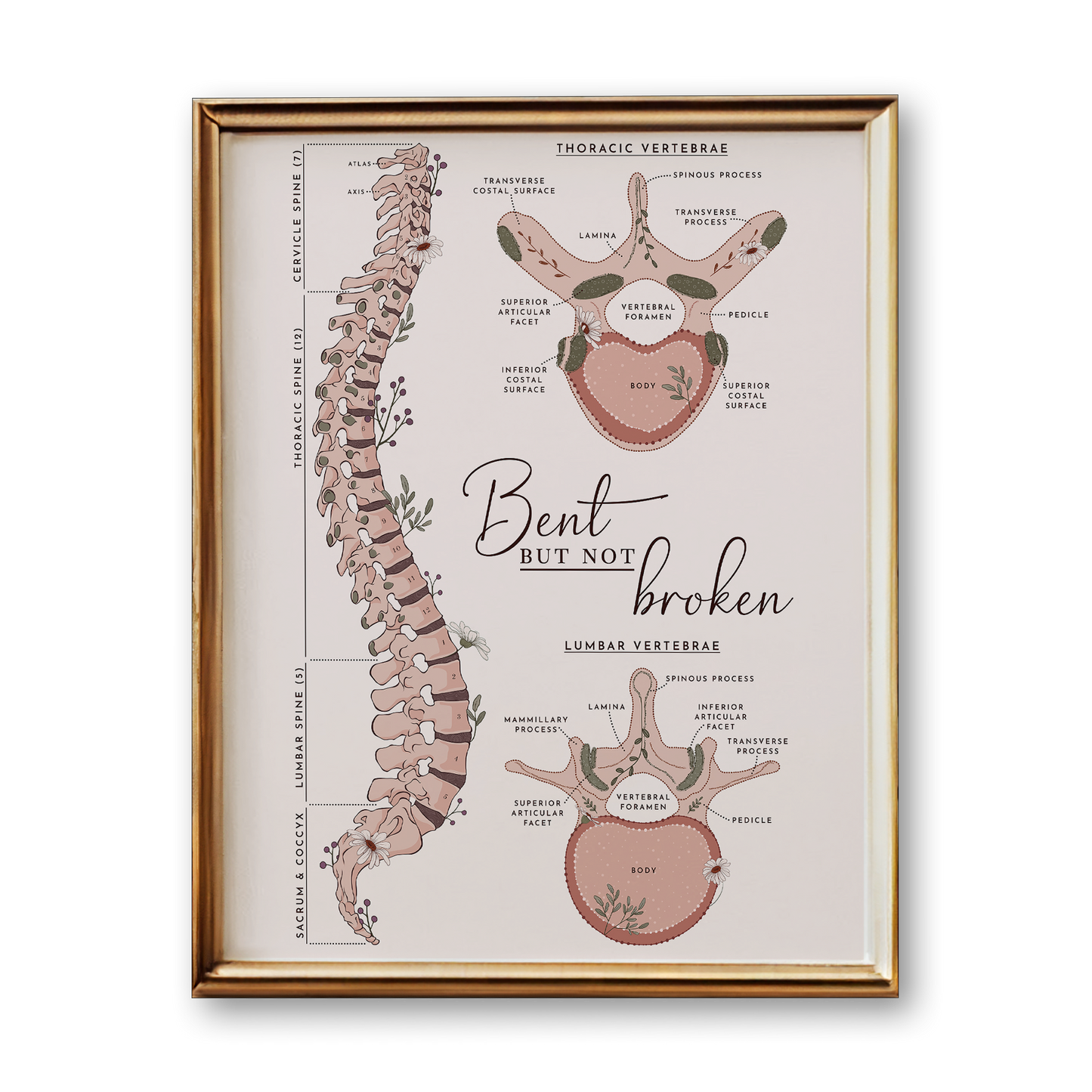 Thoracic & Lumbar Spine Anatomy Art Print (Neutral Style)