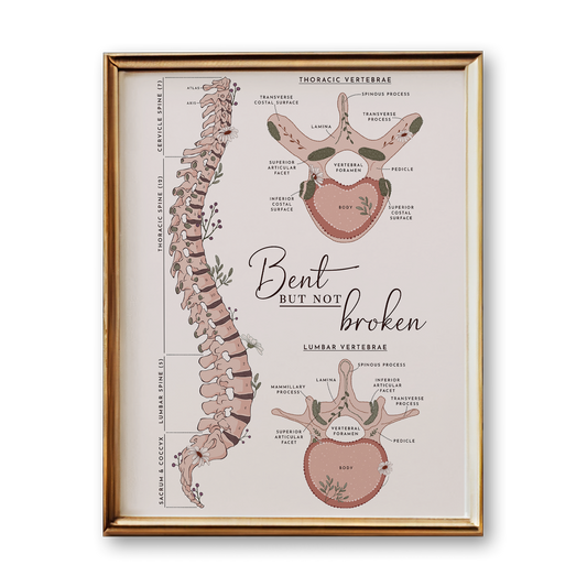 Thoracic & Lumbar Spine Anatomy Art Print (Neutral Style)