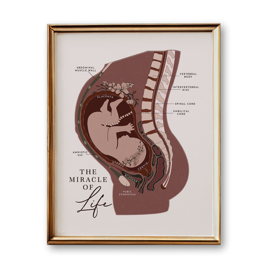 Pregnancy Anatomy Art Print (Neutral Style)