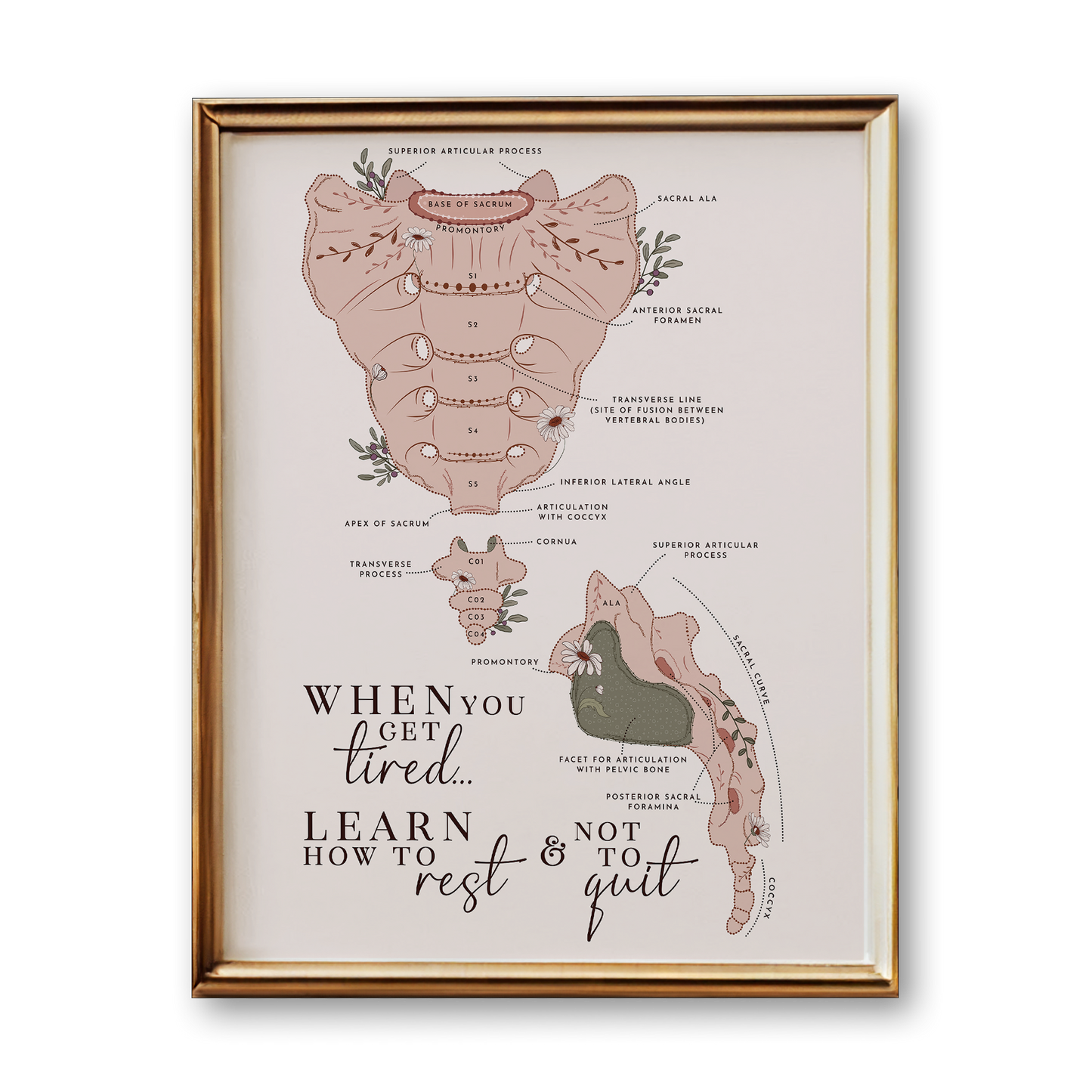 Sacrum & Coccyx Spine Anatomy Art Print (Neutral Style)