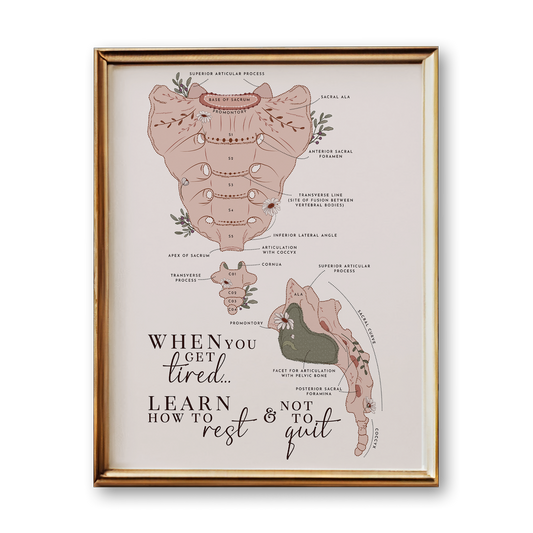 Sacrum & Coccyx Spine Anatomy Art Print (Neutral Style)