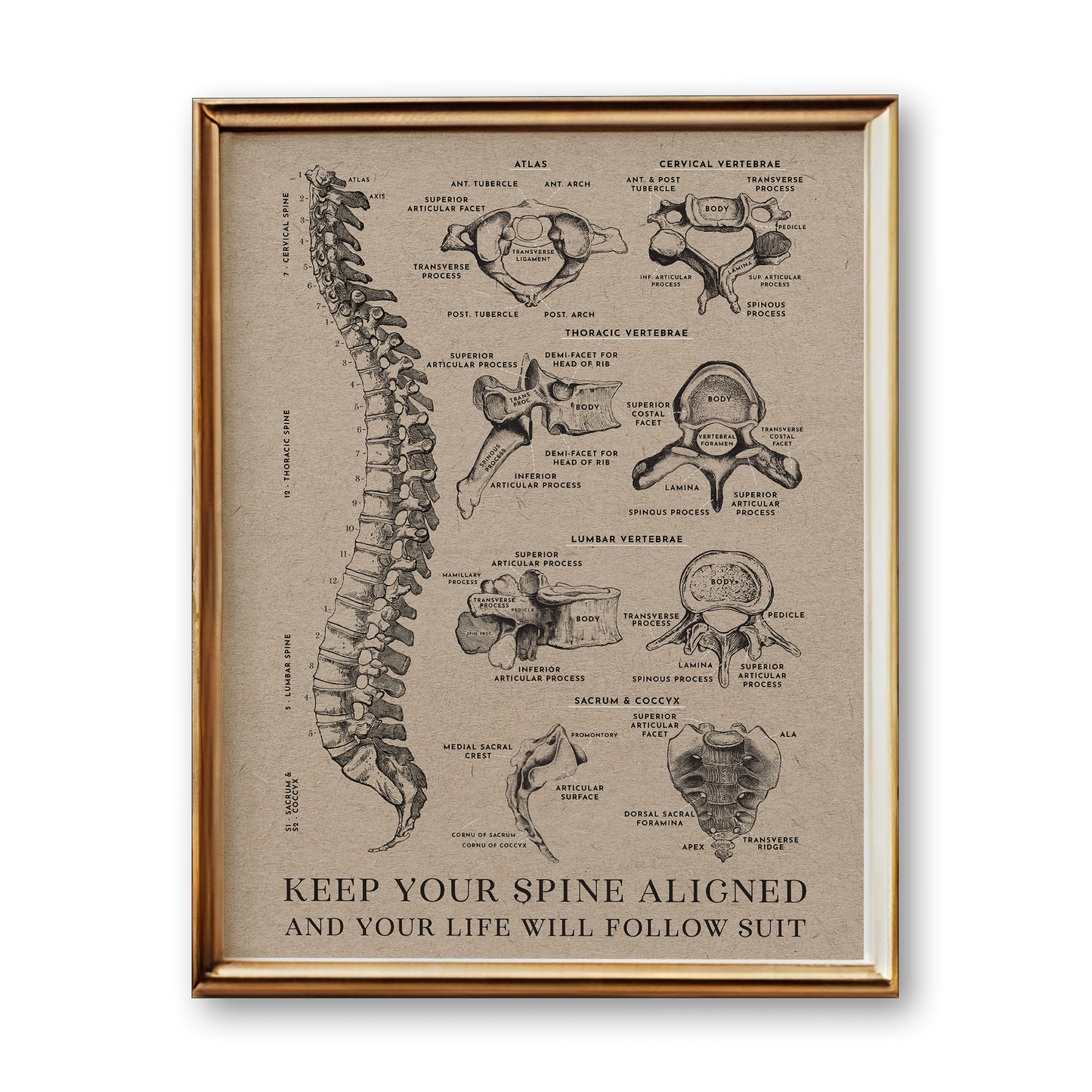 Spine Anatomy Art Print (Vintage Style)