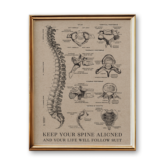 Spine Anatomy Art Print (Vintage Style)