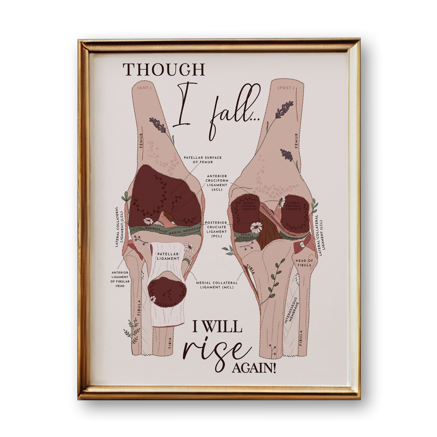 Knee Anatomy Art Print (Neutral Style)