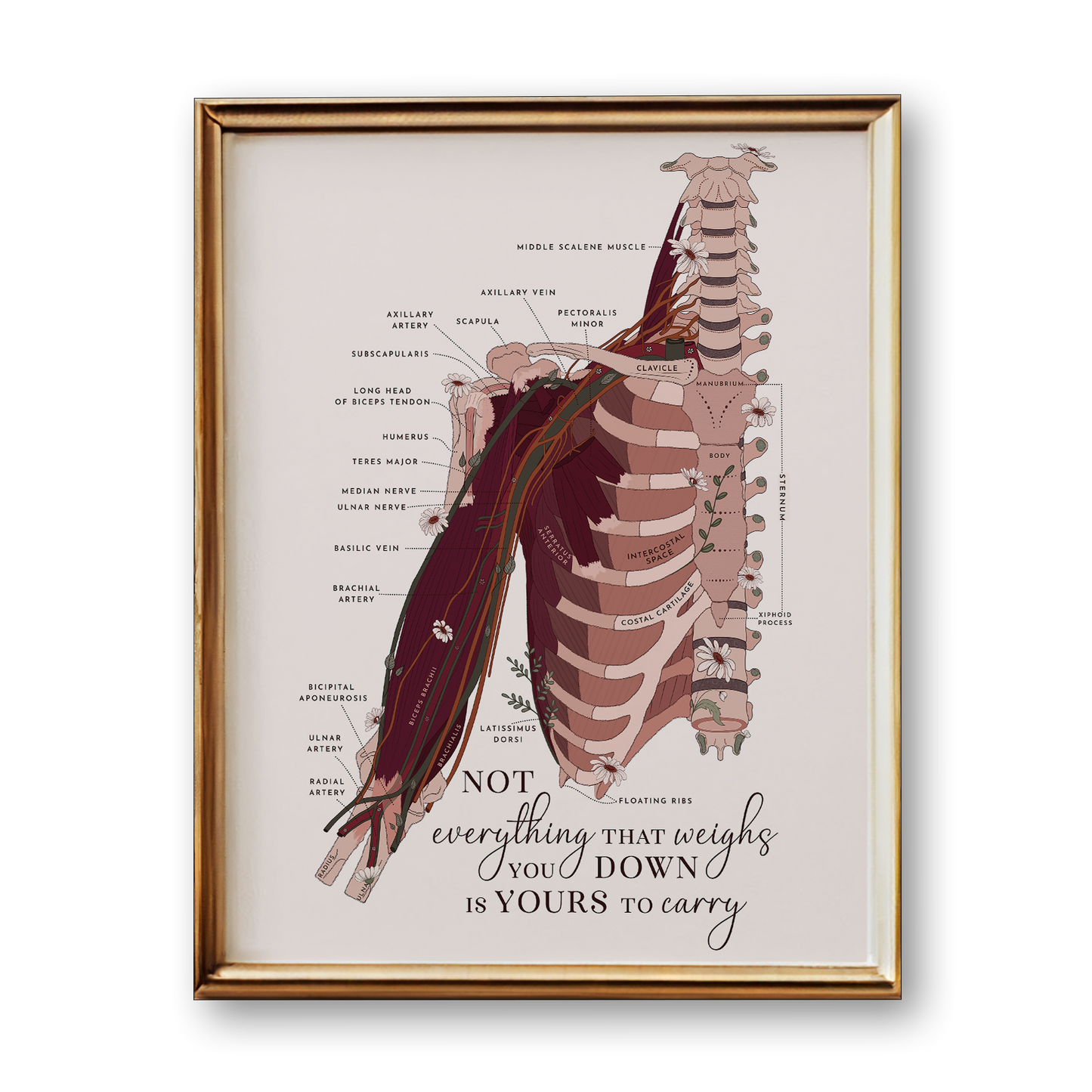 Upper Limb Anatomy Art Print (Neutral Style)
