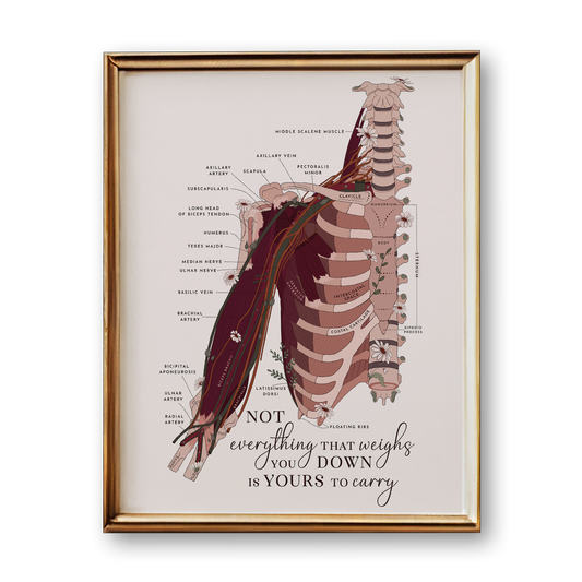 Upper Limb Anatomy Art Print (Neutral Style)